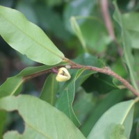 Polyalthia suberosa (Roxb.) Thwaites